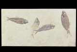Fossil Fish Plate (Diplomystus & Knightia) - Wyoming #93998-1